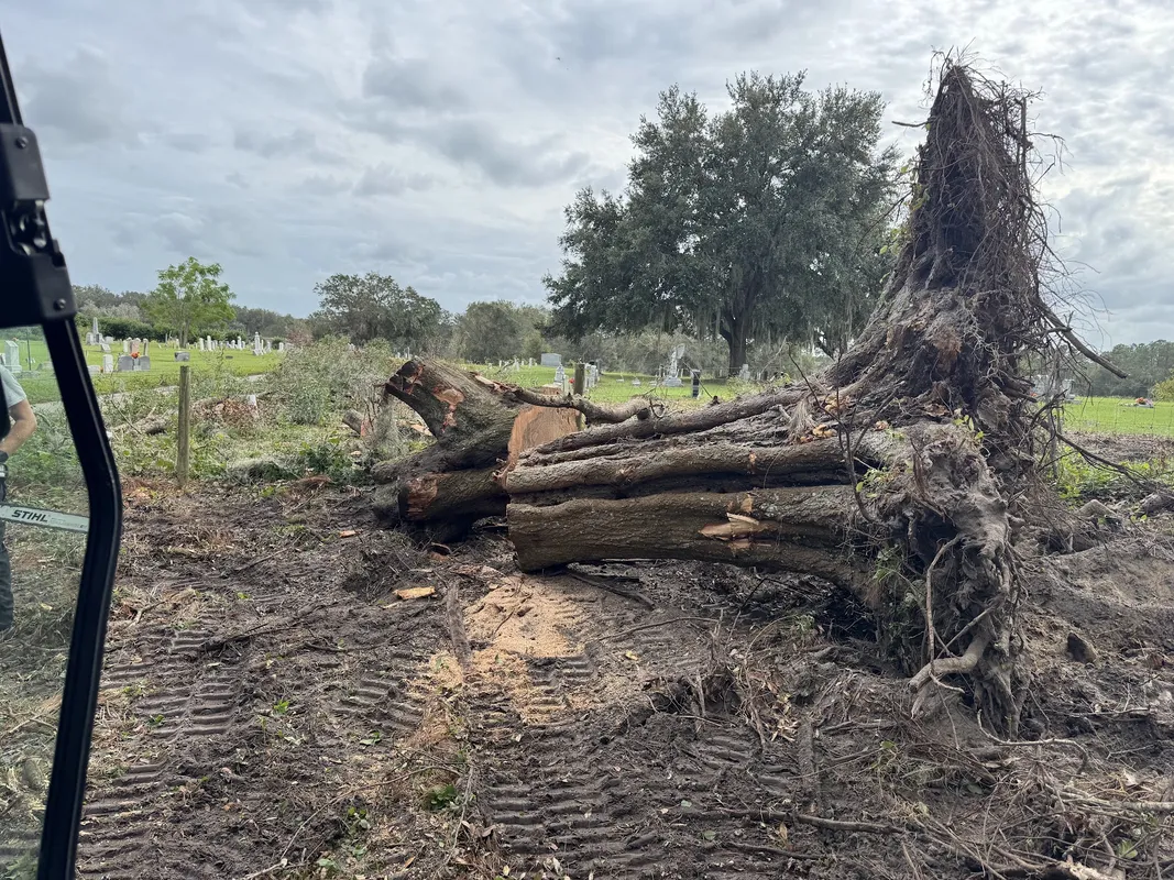 Tree removal in progress